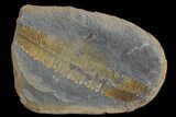 Pecopteris Fern Fossil (Pos/Neg) - Mazon Creek #68121-2